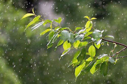 雨と傘